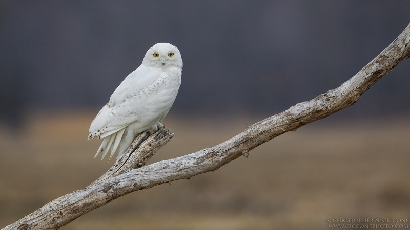 Snowy Owl