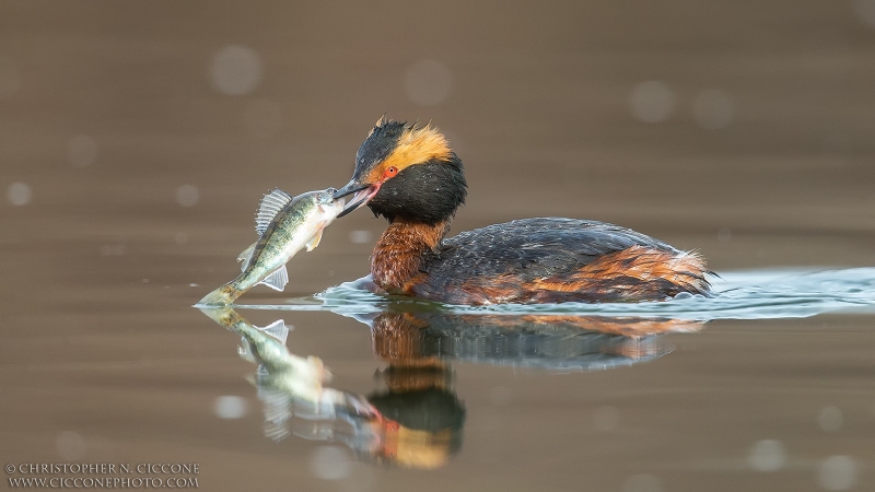 Horned Grebe