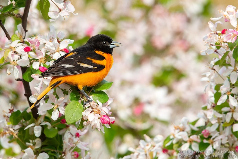 Baltimore Oriole