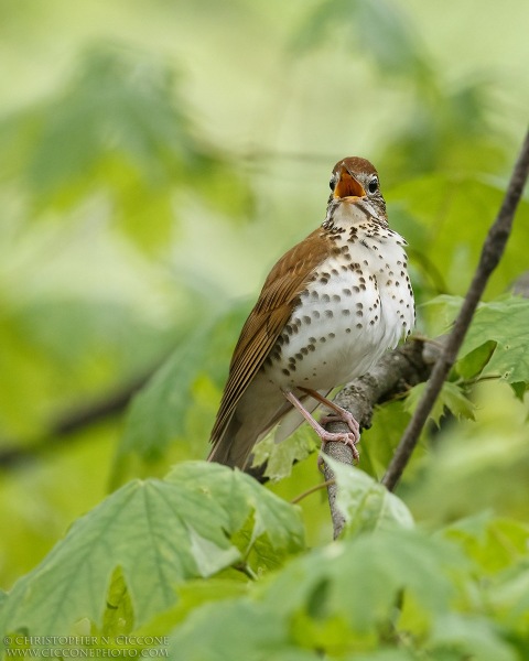 Wood Thrush