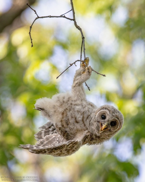 Barred Owl Fledgling