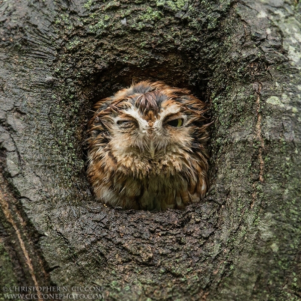 Eastern Screech-Owl