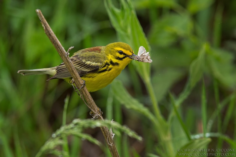 Prairie Warbler