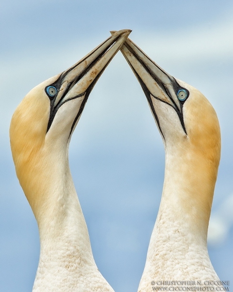 Northern Gannets