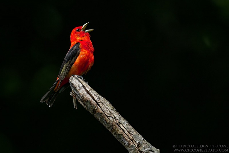 Scarlet Tanager