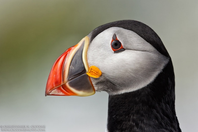 Atlantic Puffin