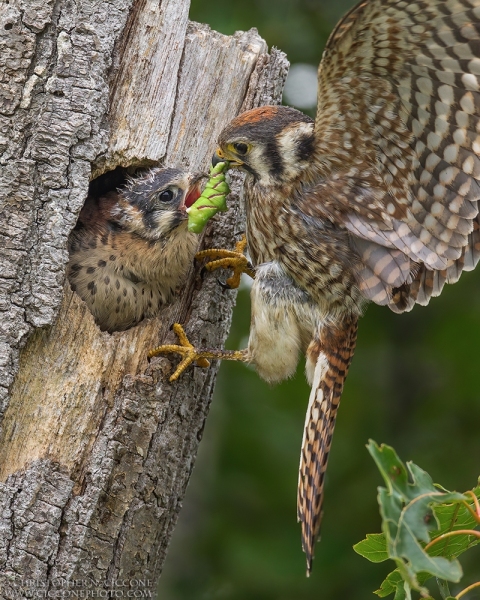 American Kestrel