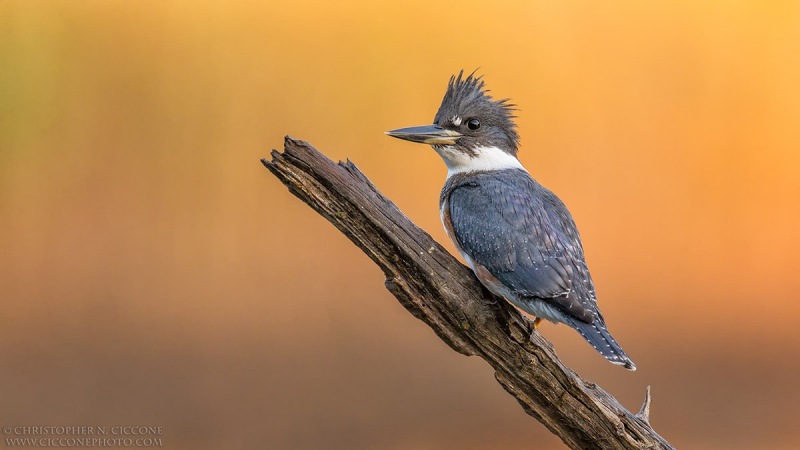 Belted Kingfisher