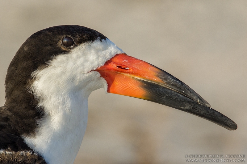 Black Skimmer