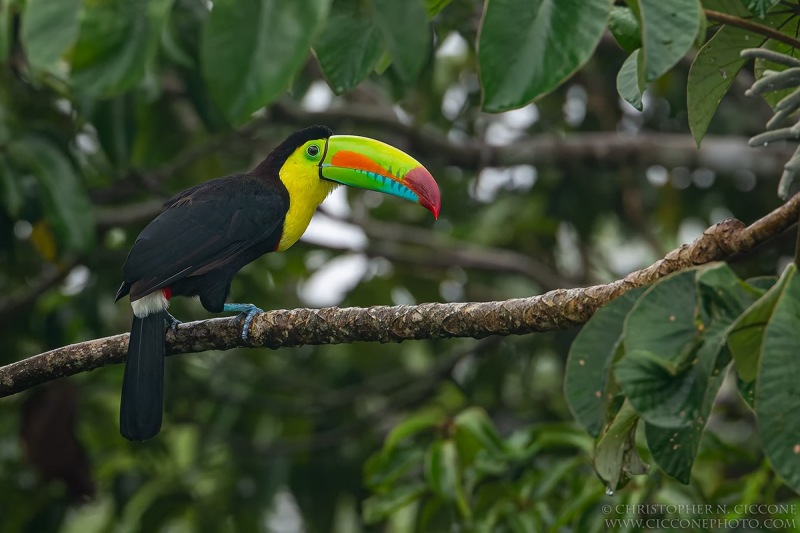 Keel-billed Toucan