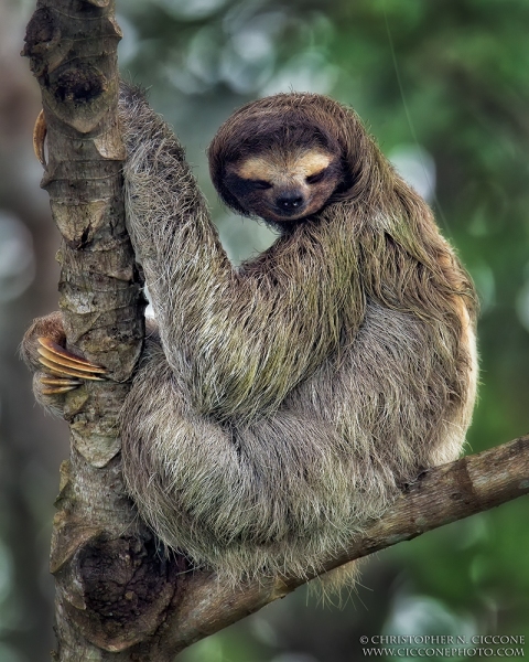 Three-toed Sloth