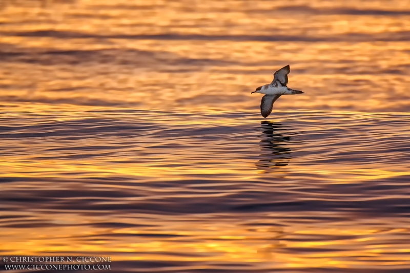 Great Shearwater