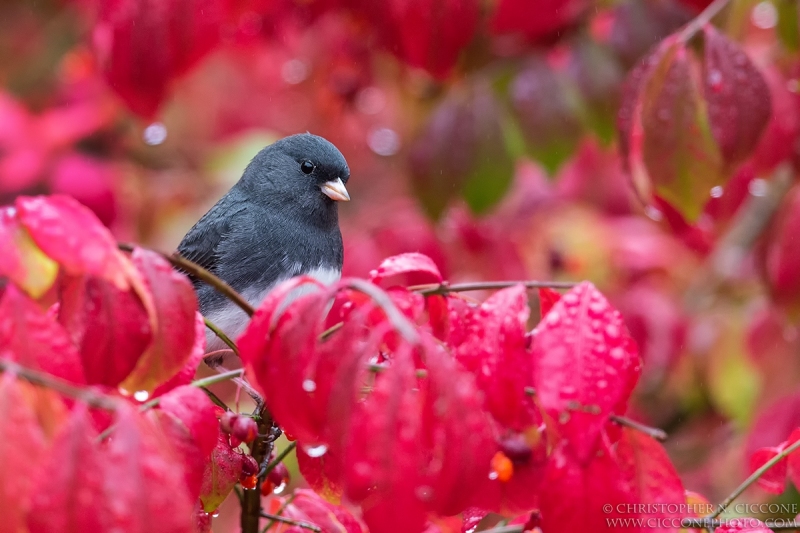 Dark-eyed Junco