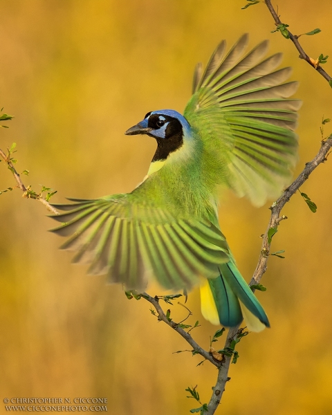 Green Jay