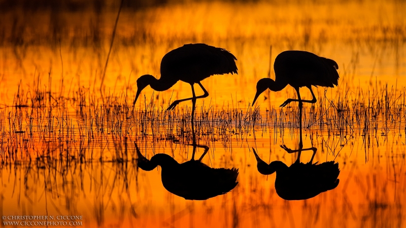 Sandhill Cranes