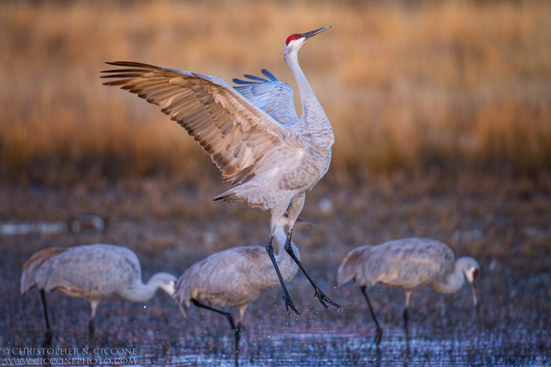 Sandhill Crane