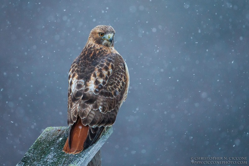 Red-tailed Hawk