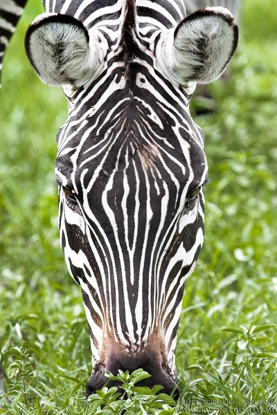 Plains Zebra