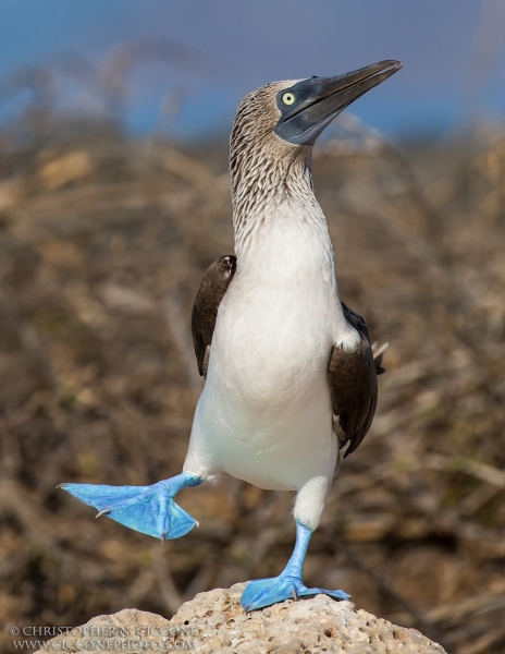 Blue-footed Booby