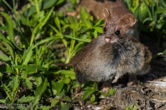 Short-tailed Weasel