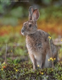 Snowshoe Hare