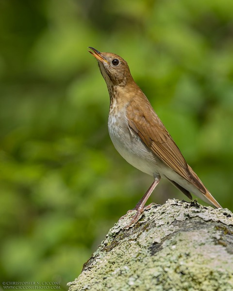 Veery