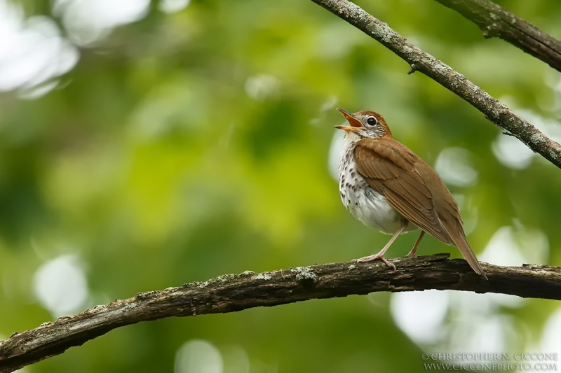 Wood Thrush