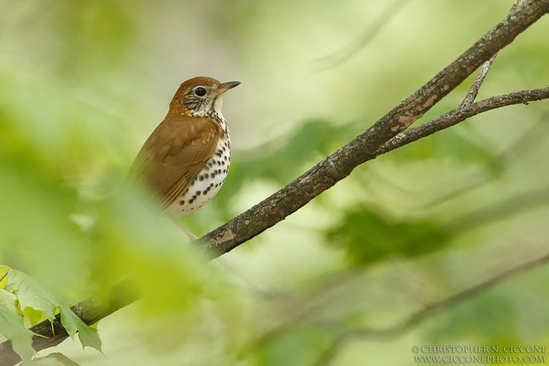 Wood Thrush