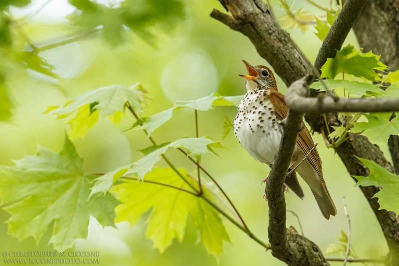 Wood Thrush