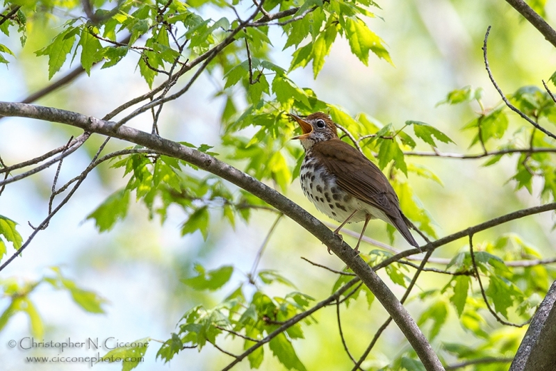 Wood Thrush